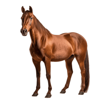 স্বতন্ত্র - undefined