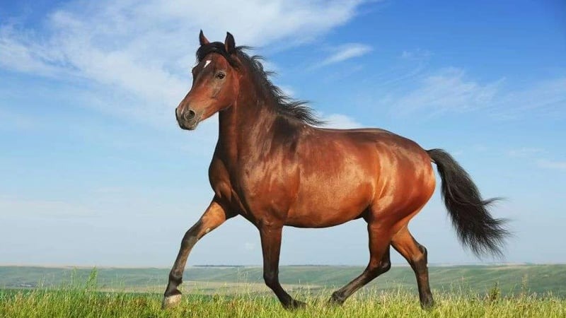 স্বতন্ত্র - ঘোড়া