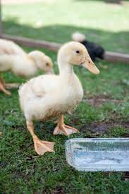 স্বতন্ত্র - হাঁস