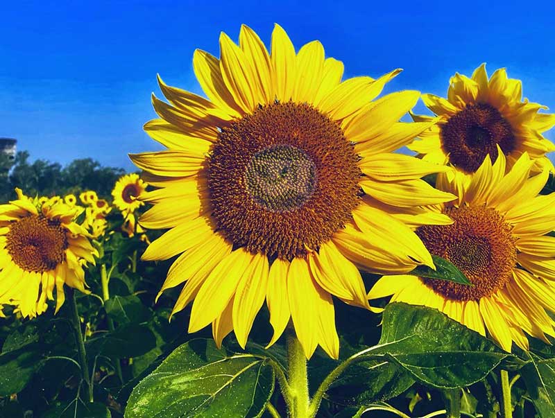 স্বতন্ত্র - সূর্যমুখী ফুল