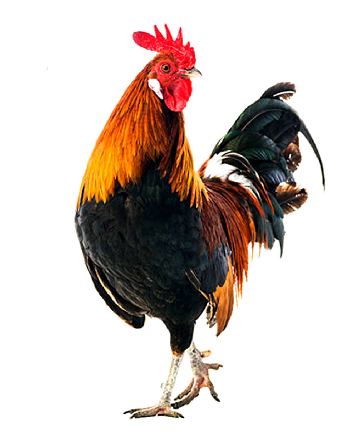 স্বতন্ত্র - মোরগ