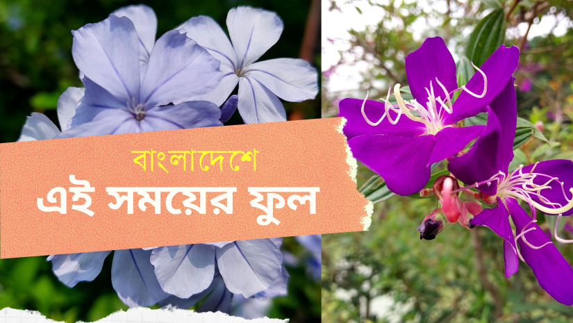 ঢাকার ফুসফুস রমনায় এই সময়ের ‍ফুলগুলো