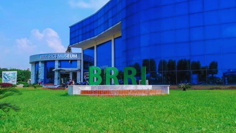 গত ১৪ বছরে ৬৩ জাতের ধান উদ্ধাবন করেছে 'ব্রি', স্বাধীনতার পর থেকে ১১৩