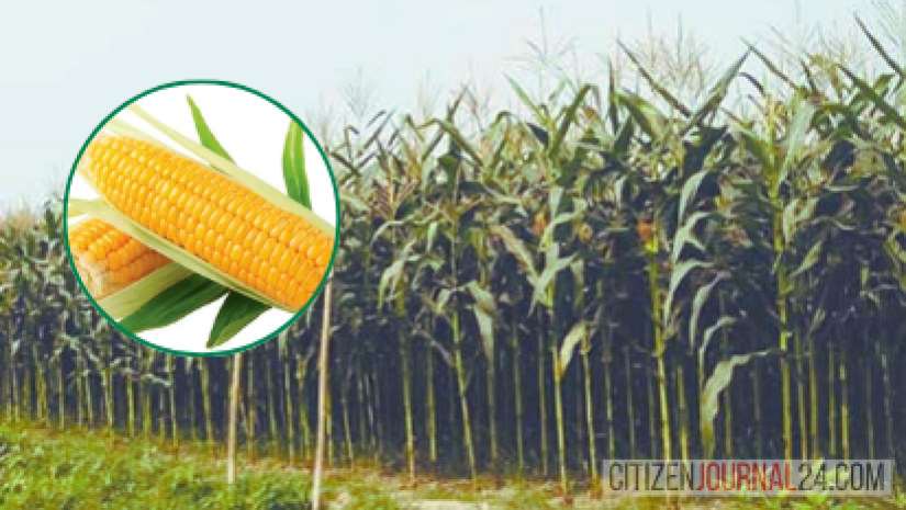 এবার আবহাওয়া ভালো: বাম্পার ফলনের আশা কৃষকের