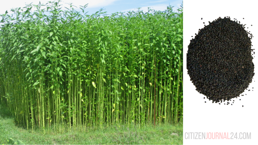 কৃষি বিভাগের পক্ষ থেকে বিনামূল্যে বীজ পাচ্ছেন ১২ হাজার কৃষক