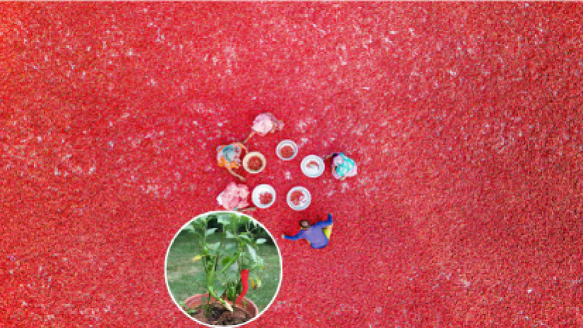 আমাদের মরিচের বাজার যেভাবে বেড়ে ওঠছে