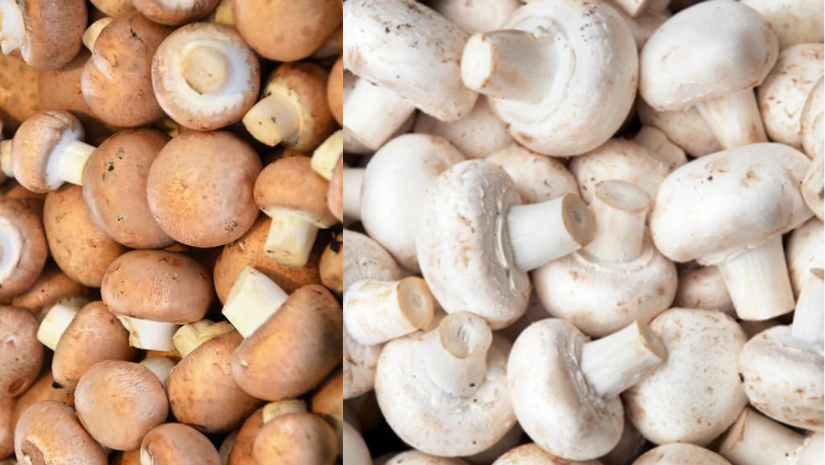 পুষ্টিগুণ সম্পন্ন মাশরুমের উপকারিতা