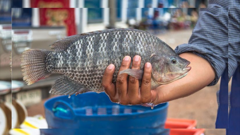 তেলাপিয়া মাছ কি সত্যিই বিপজ্জনক?