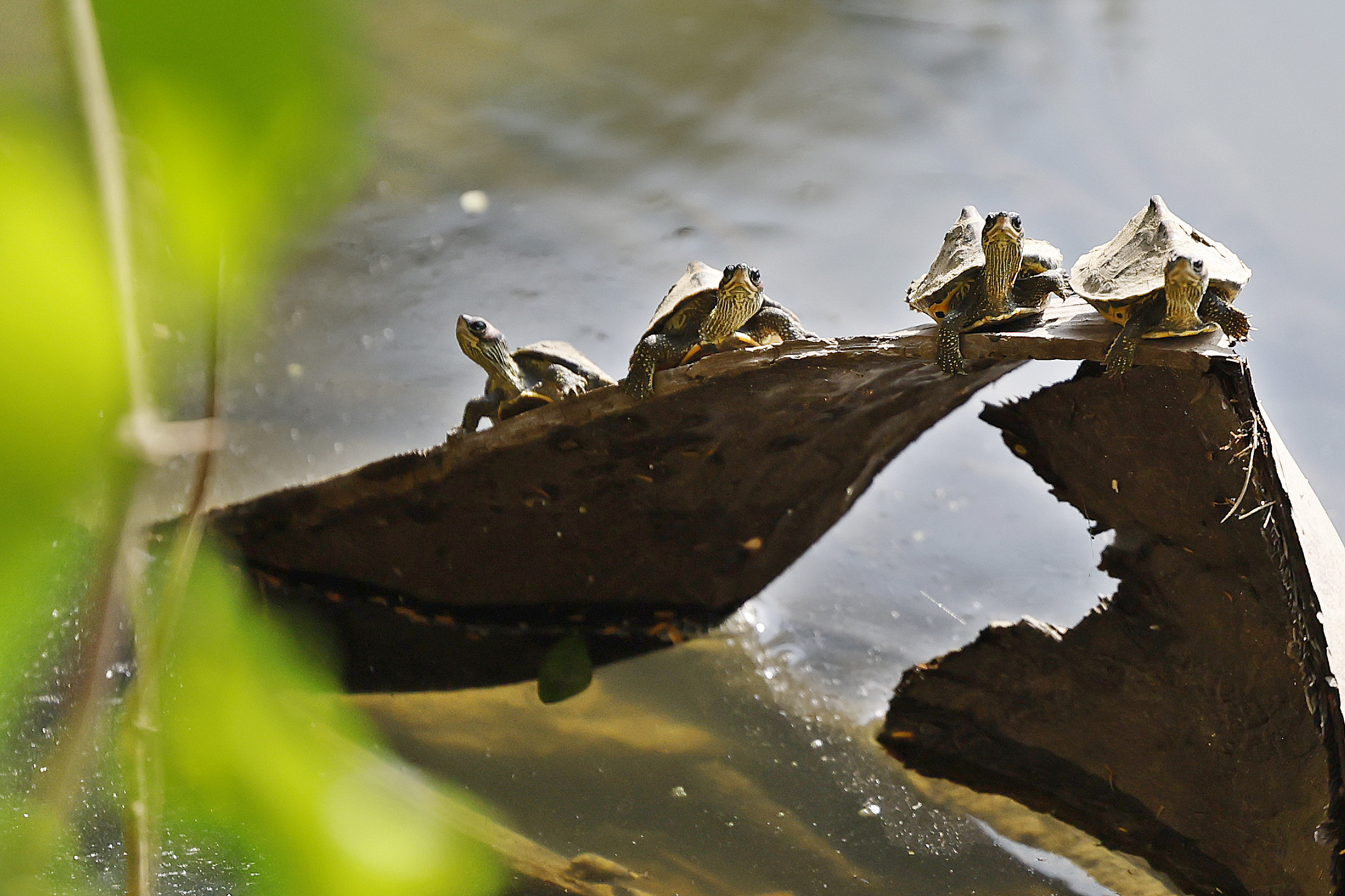 শহুরে কোলাহলে কচ্ছপের নিরিবিলি জীবনের ছ‌বি