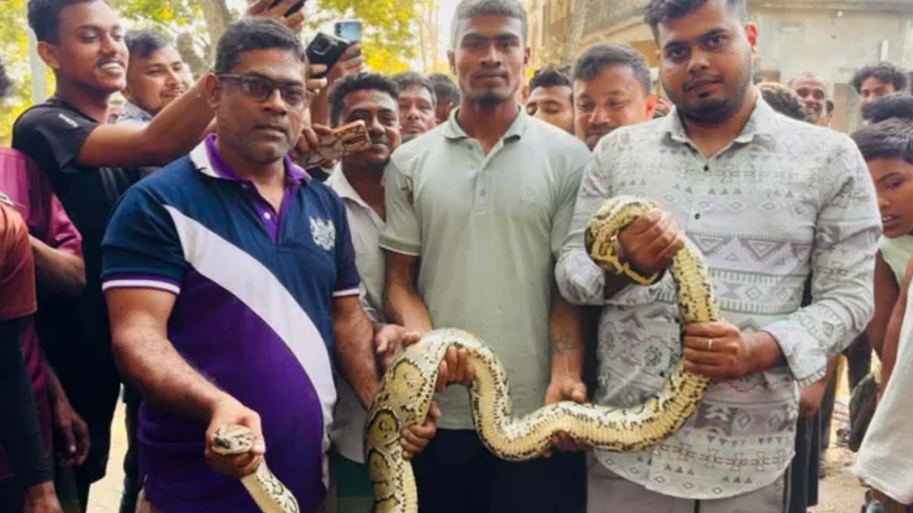 শ্রীমঙ্গলে মগডালে অজগর