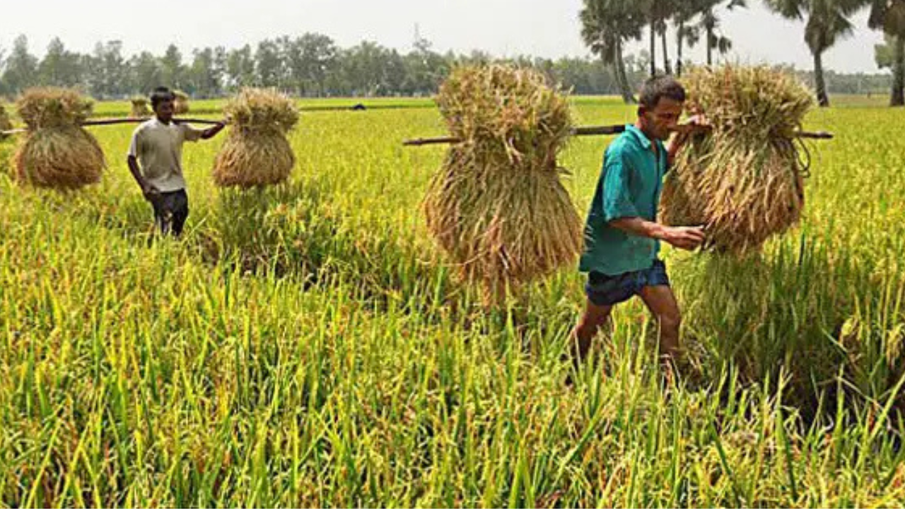 বহুমাত্রিক সঙ্কটে কৃষিখাত