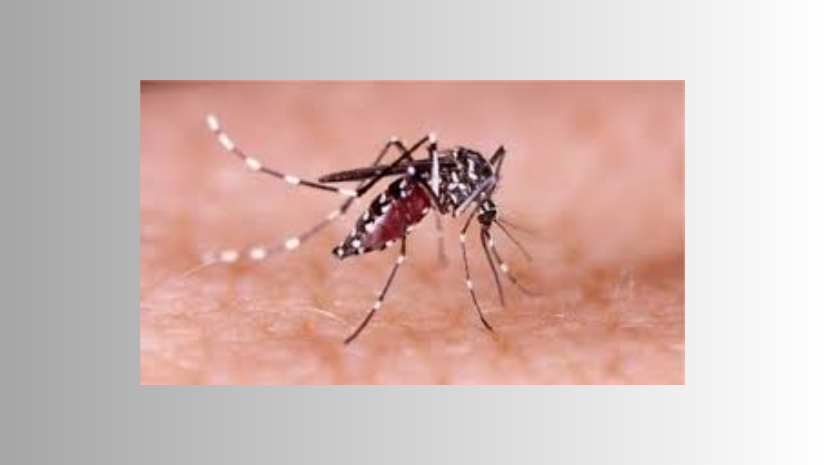 ডেঙ্গু আক্রান্ত হয়ে আরও ৮০৩ জন রোগী হাসপাতালে ভর্তি