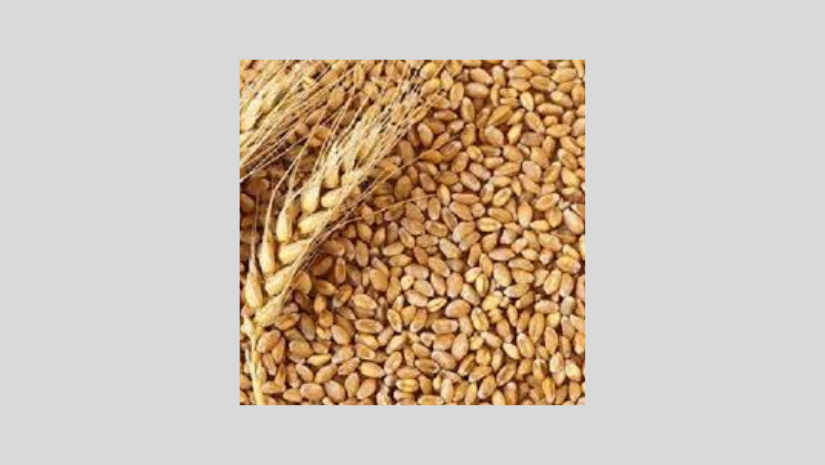 যুক্তরাষ্ট্র থেকে জিটুজি পদ্ধতিতে গম আসছে