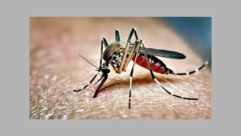 ডেঙ্গুতে একদিনে ৬ জনের মৃত্যু, হাসপাতালে ভর্তি ৯৮৩