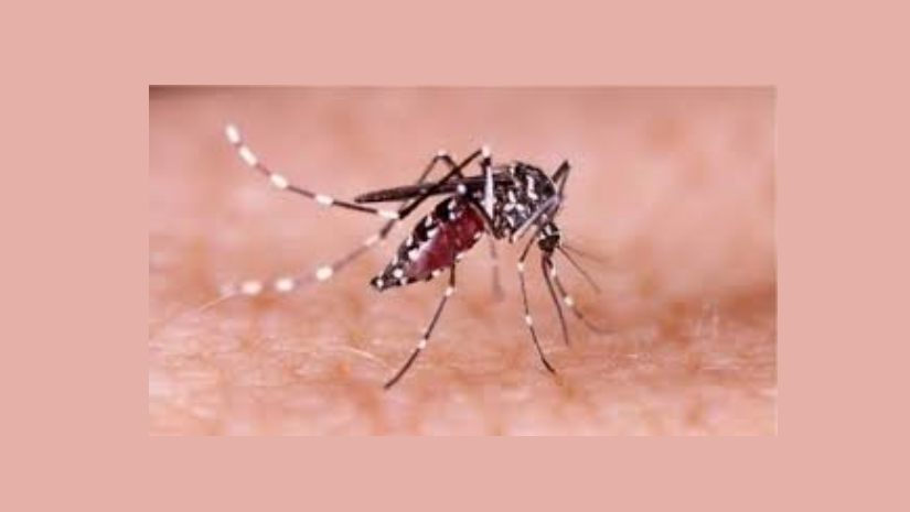 ডেঙ্গুতে আরও দুই জনের মৃত্যু, ভর্তি ৪৫৫ জন