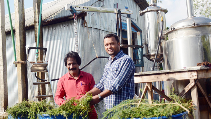 রংপুরের তরুণের হাত ধরে বাংলাদেশে টি ট্রি চাষ, পাতায় মিলছে লাখ টাকার তেল