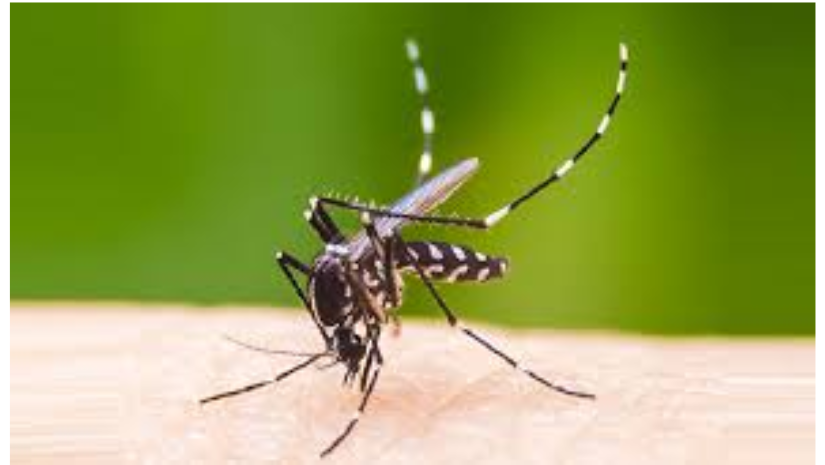 ডেঙ্গুতে আরও ৩ জনের মৃত্যু, হাসপাতালে ভর্তি ৯১২