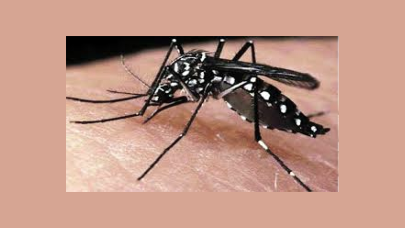 ডেঙ্গুতে আরও ৫ জনের মৃত্যু, হাসপাতালে ১ হাজার ১৩৯