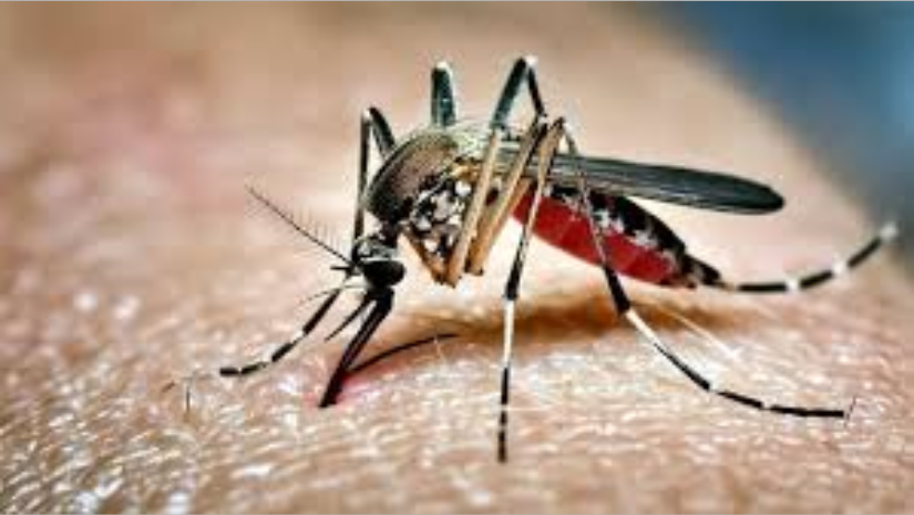 ডেঙ্গুতে আরও ৬ জনের মৃত্যু, হাসপাতালে ভর্তি ৭৮৮