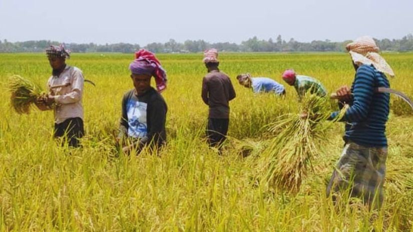 দেশের জেলায় ১৩টি কৃষকরা ইরি-বোরো ধান কাটা শুরু করেছেন