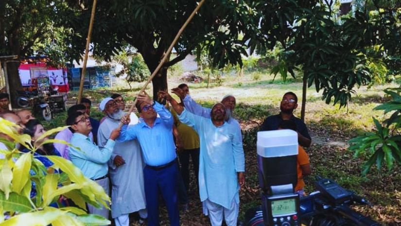 চুয়াডাঙ্গায় আম সংগ্রহ শুরু