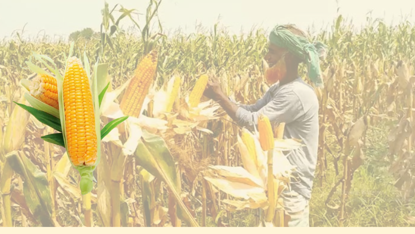 ভুট্টা চাষে ভাগ্য পরিবর্তন হচ্ছে চাষিদের