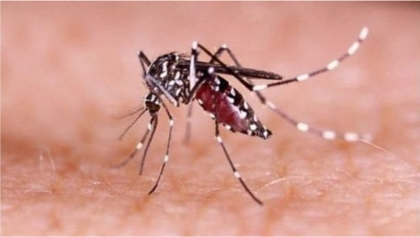 ডেঙ্গুতে আরও ১ জনের মৃত্যু, হাসপাতালে ভর্তি ৯৫০