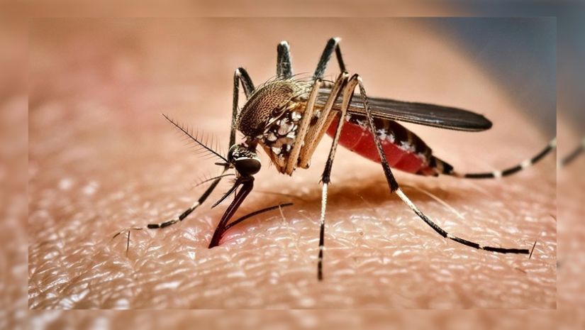 ডেঙ্গুতে একদিনে ৬ জনের মৃত্যু