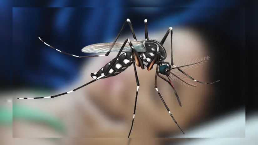 ডেঙ্গুতে মৃত্যুয় রেকর্ড