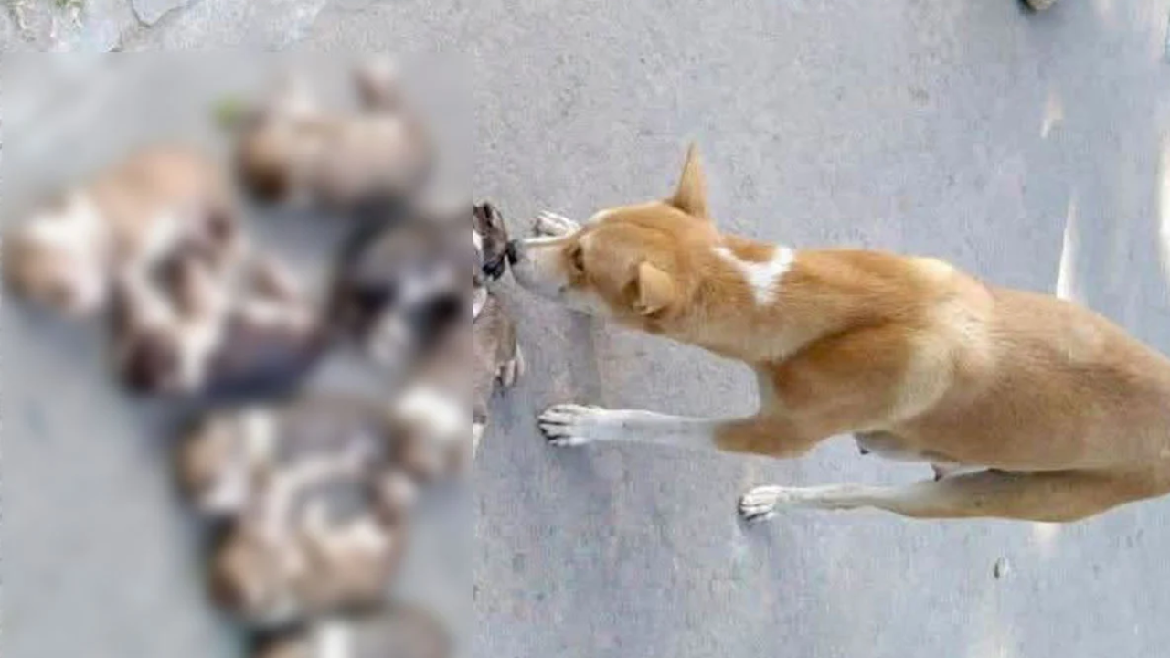 ছানাদের সাড়া না পেয়ে আর্তনাদ করছিল কুকুরটি