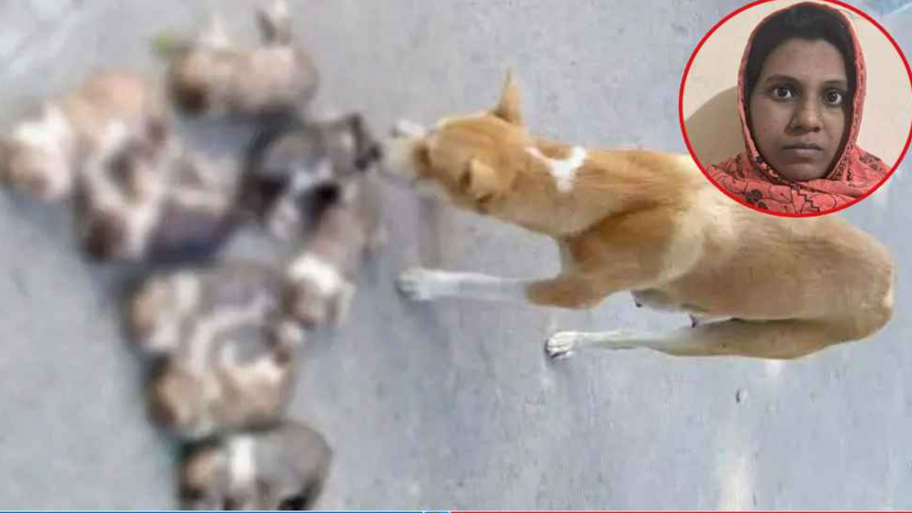 কুকুর ছানা হত্যার ঘটনায় সরকারি কর্মকর্তার স্ত্রী গ্রেপ্তার