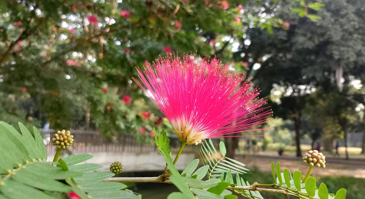 রমনায় ফুটেছে বাহারি ফুল