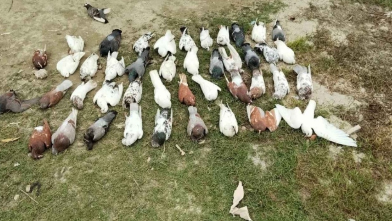 সরিষা ক্ষেতে বিষ প্রয়োগ করায় ১০৮ কবুতরের মৃত্যু