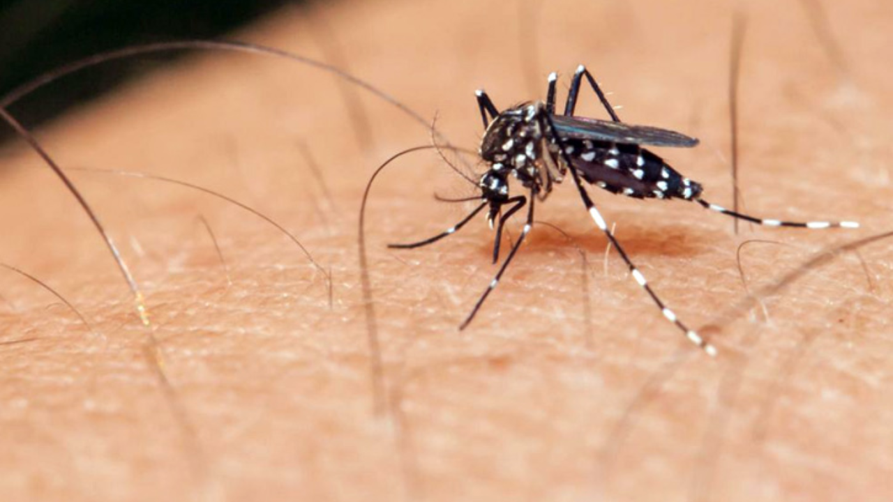 দেশে ডেঙ্গুতে আরও ২ জনের মৃত্যু, হাসপাতালে ভর্তি ৫৬৫ জন