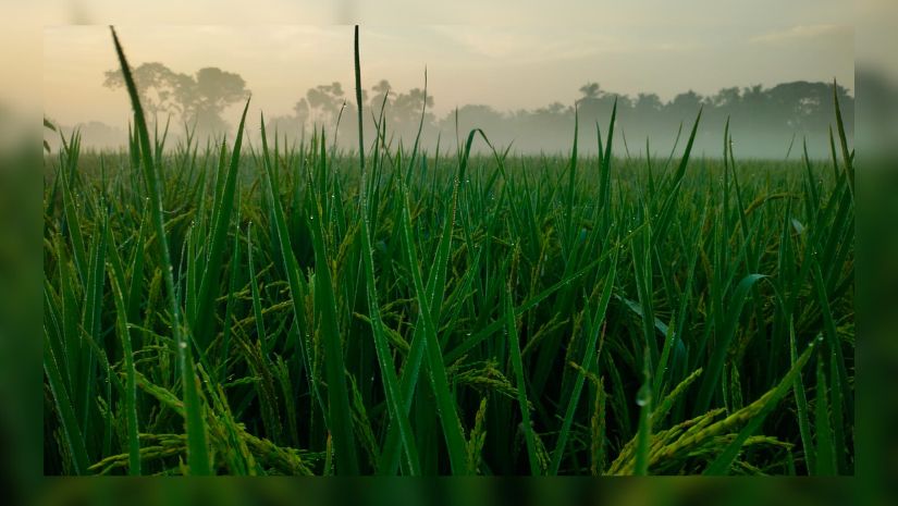 কুয়াশা জানান দিচ্ছে শীতের আগমনী বার্তা, কমছে তাপমাত্রা