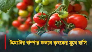 শেরপুরে টমেটোর বাম্পার ফলনে কৃষকের মুখে হাসি
