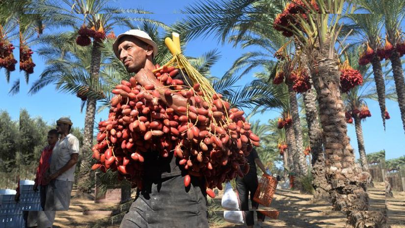 জনপ্রিয় হয়ে উঠছে ফিলিস্তিনি খেজুর