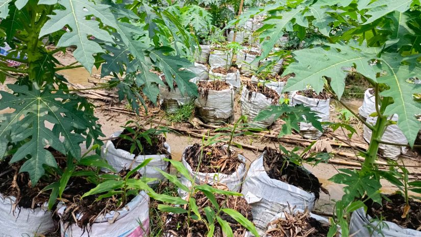 বস্তায় আদা চাষ করে সফল জয়পুরহাটের রুস্তম আলী; জেনে নিন চাষ পদ্ধতি