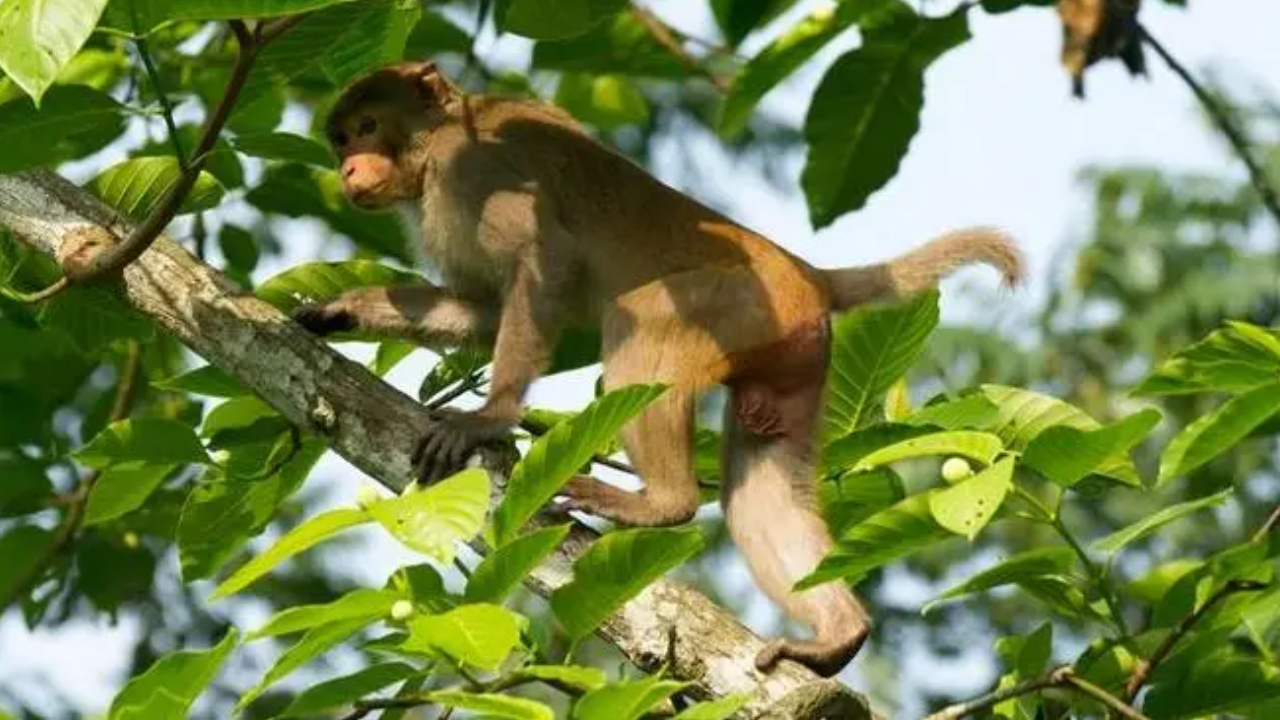 রেমা-কালেঙ্গায় অস্ত্রের ভয় দেখিয়ে গাছ কাটে বনদস্যুরা