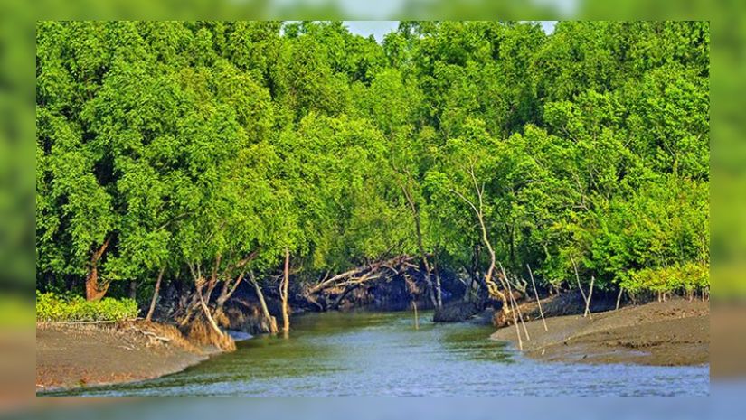 সুন্দরবনে বিদেশি পর্যটকের মৃত্যু
