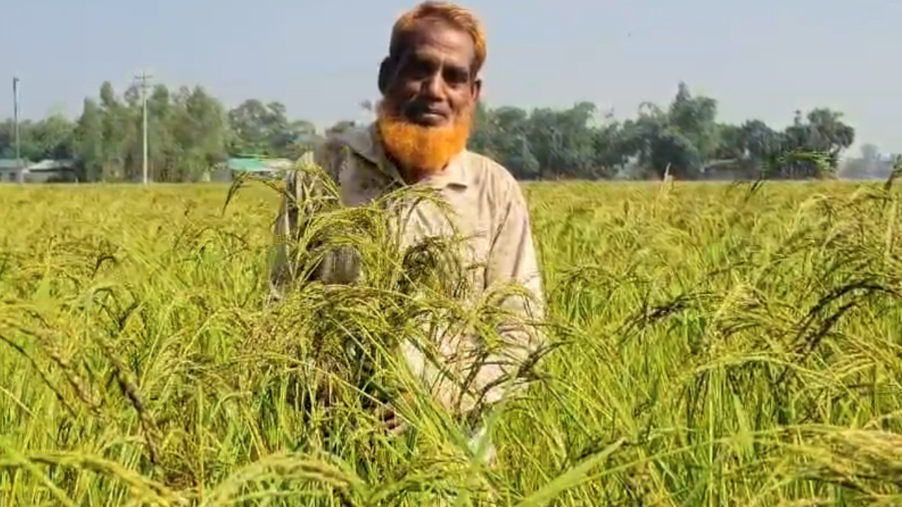 ঐতিহ্যবাহী তুলশীমালার চাল স্বাদে ও সুগন্ধে অন্যন্য